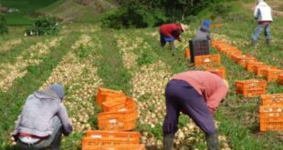Productores de Cebolla en Coclé Buscan Alternativas para Enfrentar el Cambio Climático