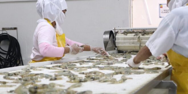 Exportaciones Panameñas: Crecimiento Sostenido en 2024