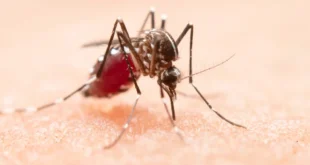 Descubrimiento Revolucionario: Mosquitos Aedes aegypti Utilizan Infrarrojos para Detectar Humanos