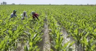 IMA comprará arroz a molineros y gestionará importaciones para garantizar el abastecimiento