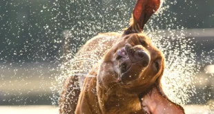 ¿Por qué los perros sacuden su cuerpo cuando están mojados?