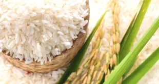 Productores aseguran abastecimiento de arroz al IMA pese a fuertes pérdidas por clima