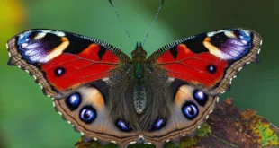Científicos alertan sobre la dramática disminución de poblaciones de mariposas a nivel mundial