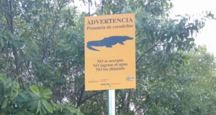 MiAMBIENTE Alerta sobre Presencia de Cocodrilos en Zonas Urbanas: Instalación de Señales Preventivas