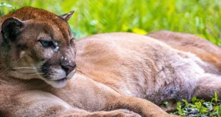 Baruma encuentra la libertad: el puma rescatado en Chiriquí inicia nueva vida en Summit