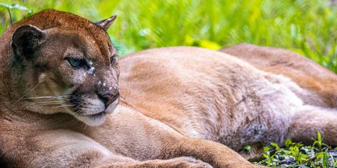Baruma encuentra la libertad: el puma rescatado en Chiriquí inicia nueva vida en Summit