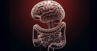 El Eje Intestino-Cerebro: Clave para la Salud Mental y Física, Según Expertos