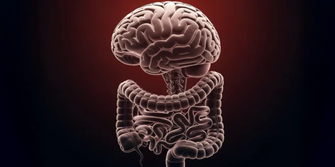 El Eje Intestino-Cerebro: Clave para la Salud Mental y Física, Según Expertos