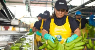 Chiquita Panamá Lanza Ferias de Reclutamiento para Impulsar la Operación Bananera en Bocas del Toro