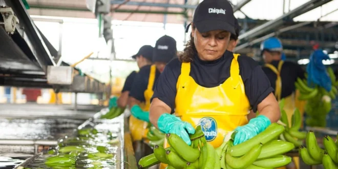 Chiquita Panamá Lanza Ferias de Reclutamiento para Impulsar la Operación Bananera en Bocas del Toro