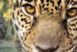 Día Internacional del Jaguar: Un Llamado Global a la Protección del Gran Felino de América
