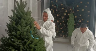 Llegan a Panamá los primeros árboles de Navidad: ¡El espíritu navideño se siente!