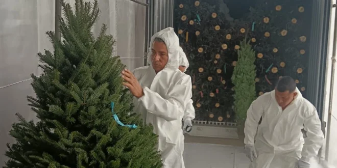 Llegan a Panamá los primeros árboles de Navidad: ¡El espíritu navideño se siente!