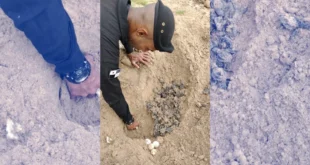 Más de cien tortugas galápago nacen bajo custodia del SPI en costas cercanas a la Presidencia