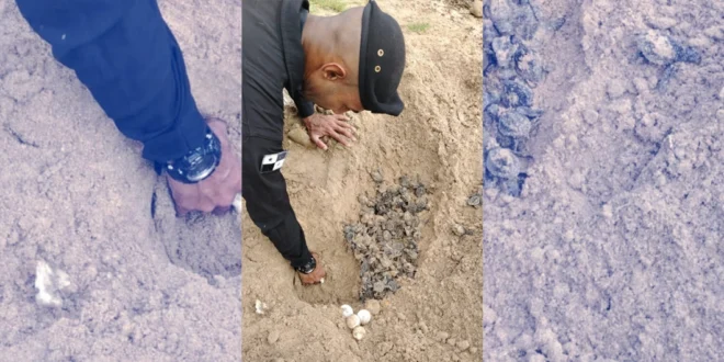 Más de cien tortugas galápago nacen bajo custodia del SPI en costas cercanas a la Presidencia