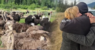 Sacrificio de 300 Avestruces en Canadá Desata Polémica Internacional y Atrae a Figuras de EE.UU.