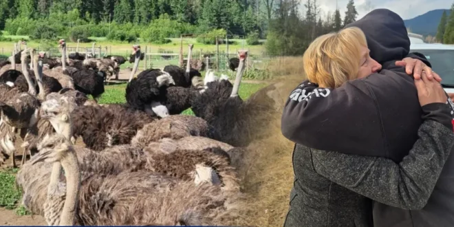 Sacrificio de 300 Avestruces en Canadá Desata Polémica Internacional y Atrae a Figuras de EE.UU.