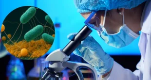 Avance Científico: Descubren un Mecanismo Inesperado en la Acción de los Antibióticos sobre la Microbiota Intestinal