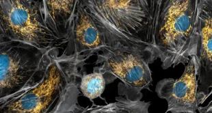 Científicos Descubren Innovador Método para 'Recargar' Células Envejecidas y Dañadas