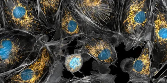 Científicos Descubren Innovador Método para 'Recargar' Células Envejecidas y Dañadas