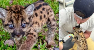 Mayer Mizrachi busca transformar Summit: Visita la Clínica de Fauna Silvestre de MiAmbiente para replicar su modelo