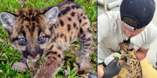 Mayer Mizrachi busca transformar Summit: Visita la Clínica de Fauna Silvestre de MiAmbiente para replicar su modelo