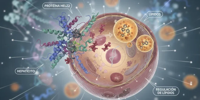 Representación molecular de la proteína HELZ2 regulando lípidos en células hepáticas