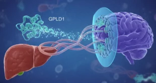 Representación científica de la proteína GPLD1 viajando del hígado al cerebro para fortalecer la barrera hematoencefálica.