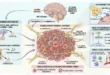 Representación biológica de la conexión entre el sistema nervioso y las células tumorales bajo estrés crónico