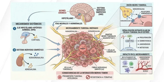 Representación biológica de la conexión entre el sistema nervioso y las células tumorales bajo estrés crónico