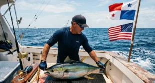 Pescador manipulando un ejemplar de atún aleta amarilla en alta mar