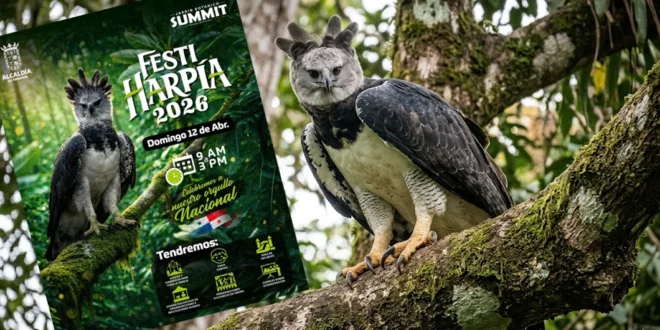 Águila Harpía majestuosa en el Jardín Botánico Summit de Panamá