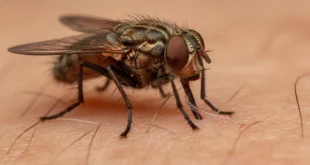 Primer plano de una mosca tsetsé sobre piel humana transmitiendo el parásito de la enfermedad del sueño