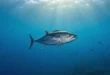 Atún nadando en aguas oceánicas profundas con iluminación natural
