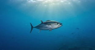 Atún nadando en aguas oceánicas profundas con iluminación natural