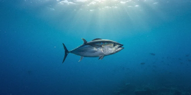 Atún nadando en aguas oceánicas profundas con iluminación natural