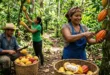 Cosecha de cacao de alta calidad en una plantación de Bocas del Toro, Panamá.