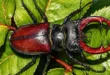 Primer plano del escarabajo Sternacutus crucolon, una nueva especie descubierta en los bosques tropicales de Colón, Panamá.