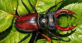 Primer plano del escarabajo Sternacutus crucolon, una nueva especie descubierta en los bosques tropicales de Colón, Panamá.
