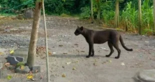 Especie de felino silvestre en entorno boscoso cerca de una zona residencial.