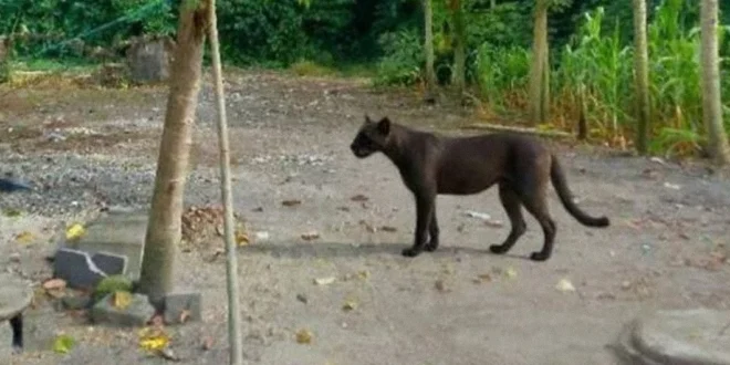 Especie de felino silvestre en entorno boscoso cerca de una zona residencial.