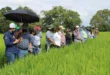 Supervisión de siembra de arroz por el MIDA en Panamá