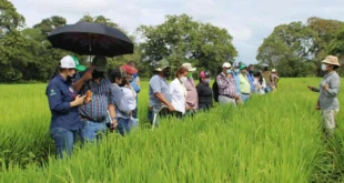 Supervisión de siembra de arroz por el MIDA en Panamá