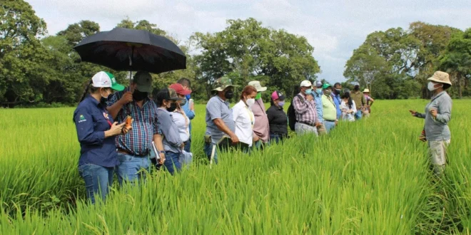 Supervisión de siembra de arroz por el MIDA en Panamá