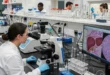Microplásticos de polietileno bajo microscopio sobre tejido hepático