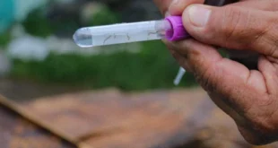 Reducción de casos de dengue y acciones del Minsa
