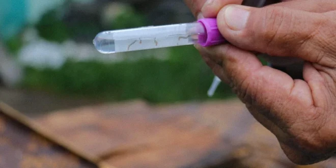 Reducción de casos de dengue y acciones del Minsa