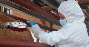 Primer caso humano de virus Shamonda