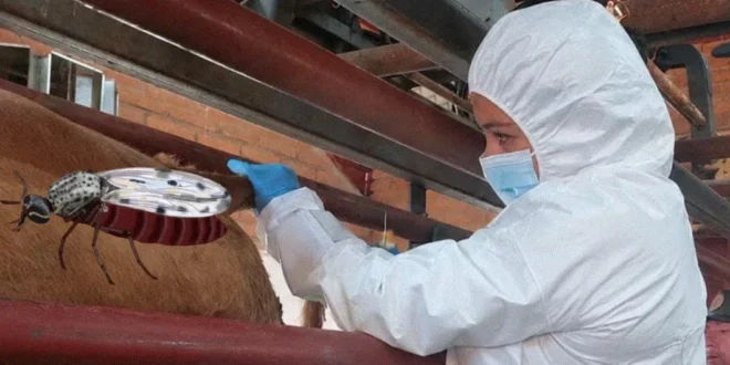 Primer caso humano de virus Shamonda